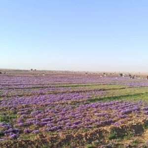 saffron farm